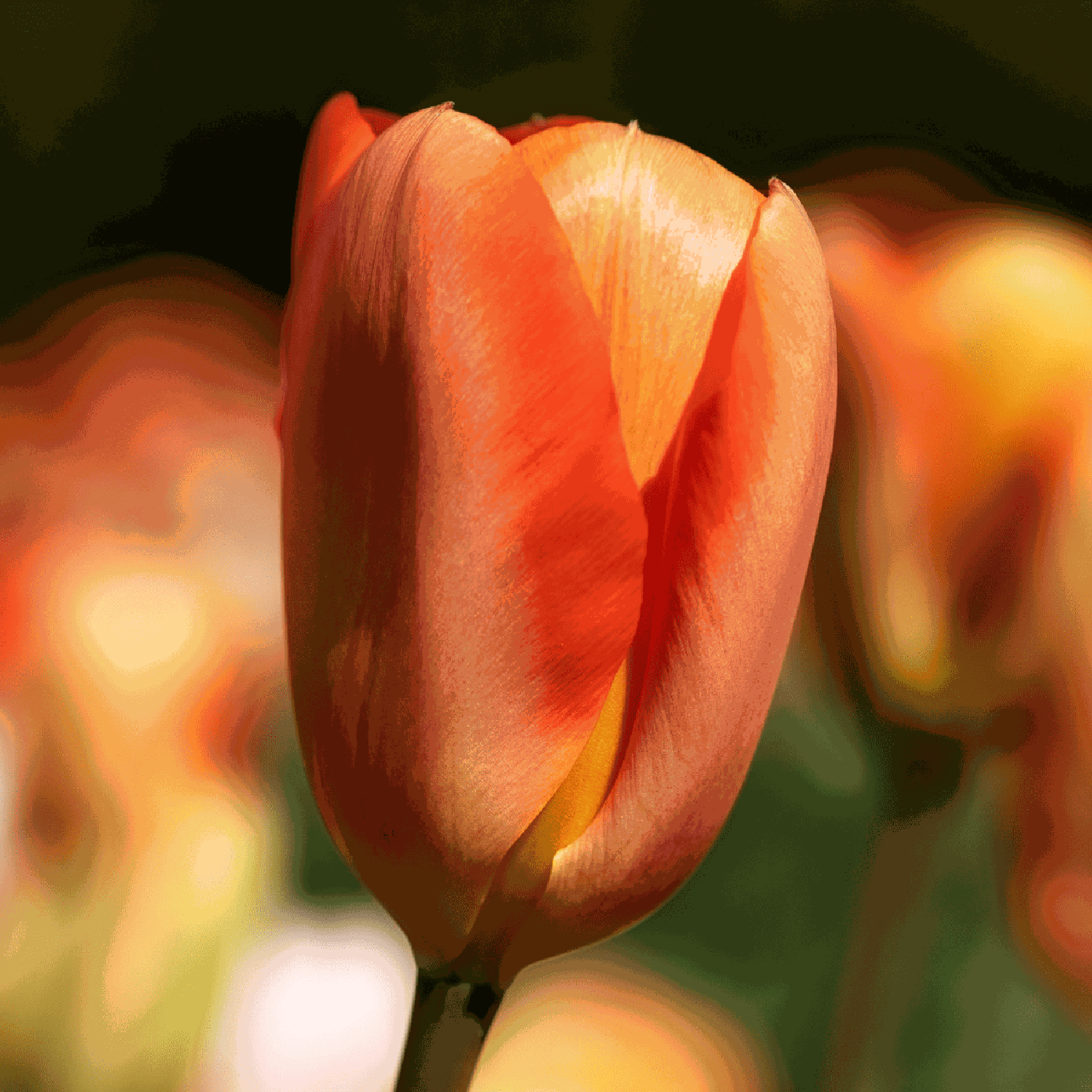 Tulpe 'Orange Emperor'